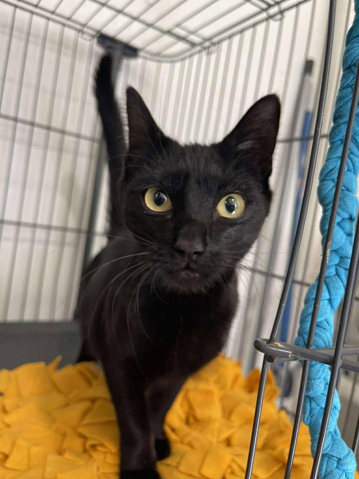 Enoki, adopted, Young Female Domestic Short Hair.