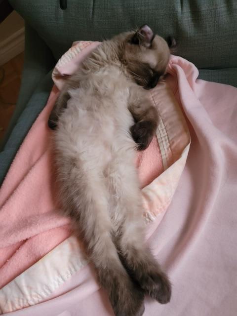 Kashi, a Adoptable Highland Fold in Stanstead, QC image 5/5