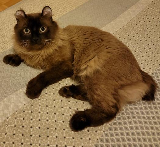 Kashi, a Adoptable Highland Fold in Stanstead, QC image 2/5