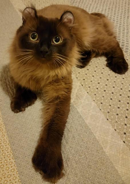 Kashi, Adoptable, Young Male Highland Fold.