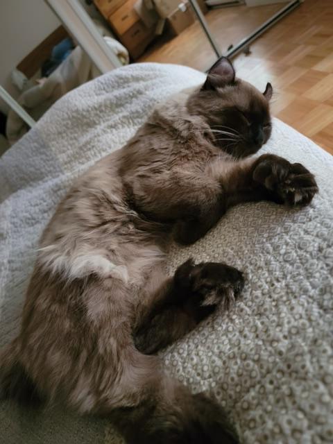 Kashi, a Adoptable Highland Fold in Stanstead, QC image 3/5