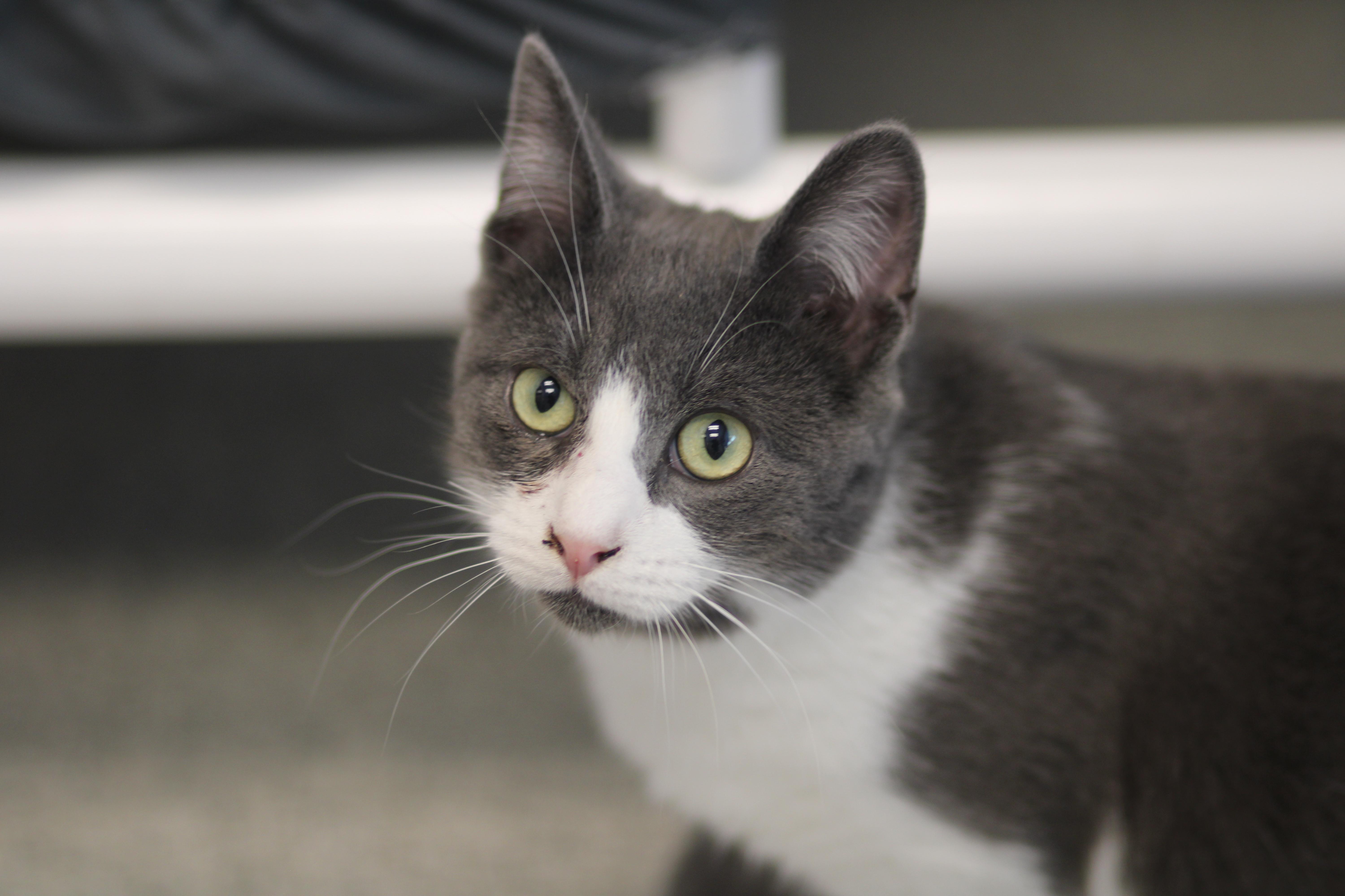 Dean, ADOPTABLE, Young Male Domestic Short Hair.