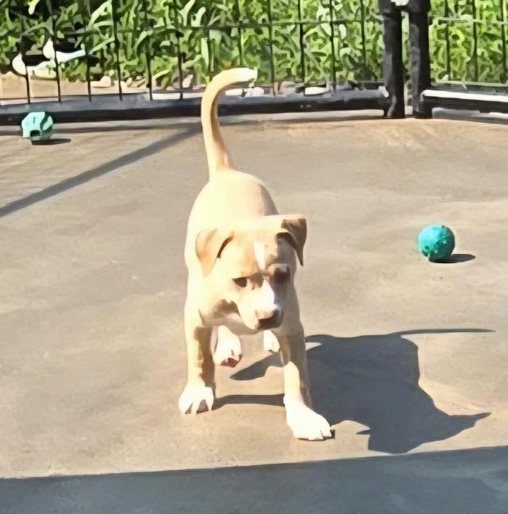 Biscuit, Adoptable, Puppy Female American Staffordshire Terrier.