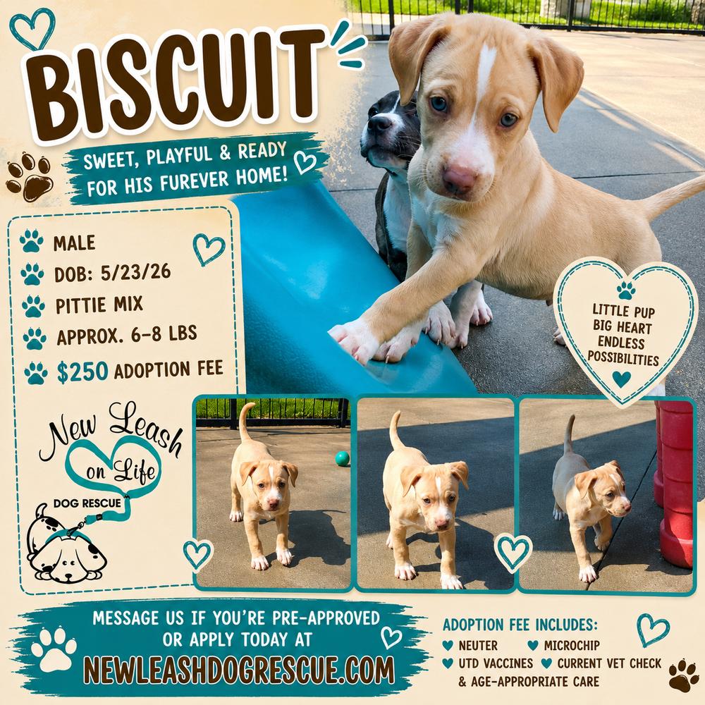 Enlarge Biscuit, a Adoptable mixed breed in Rockland, WI image 2/6