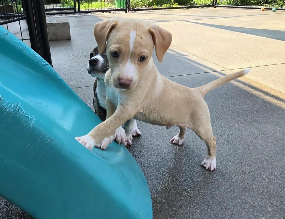 Enlarge Biscuit, a Adoptable mixed breed in Rockland, WI image 3/6