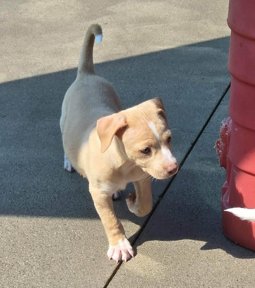Enlarge Biscuit, a Adoptable mixed breed in Rockland, WI image 4/6
