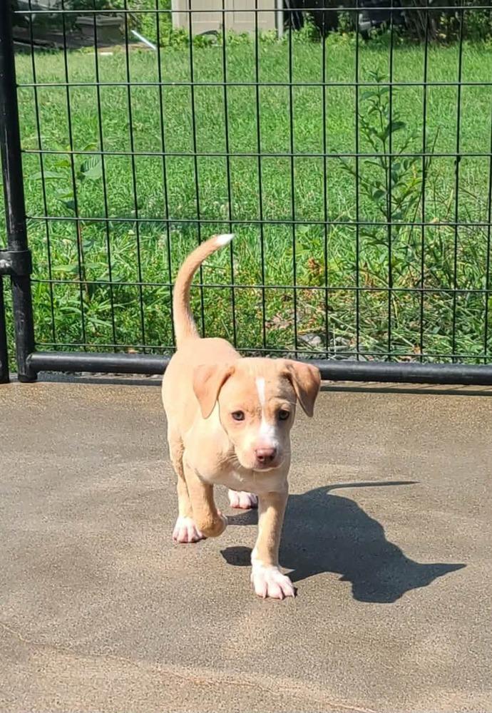 Enlarge Biscuit, a Adoptable mixed breed in Rockland, WI image 5/6