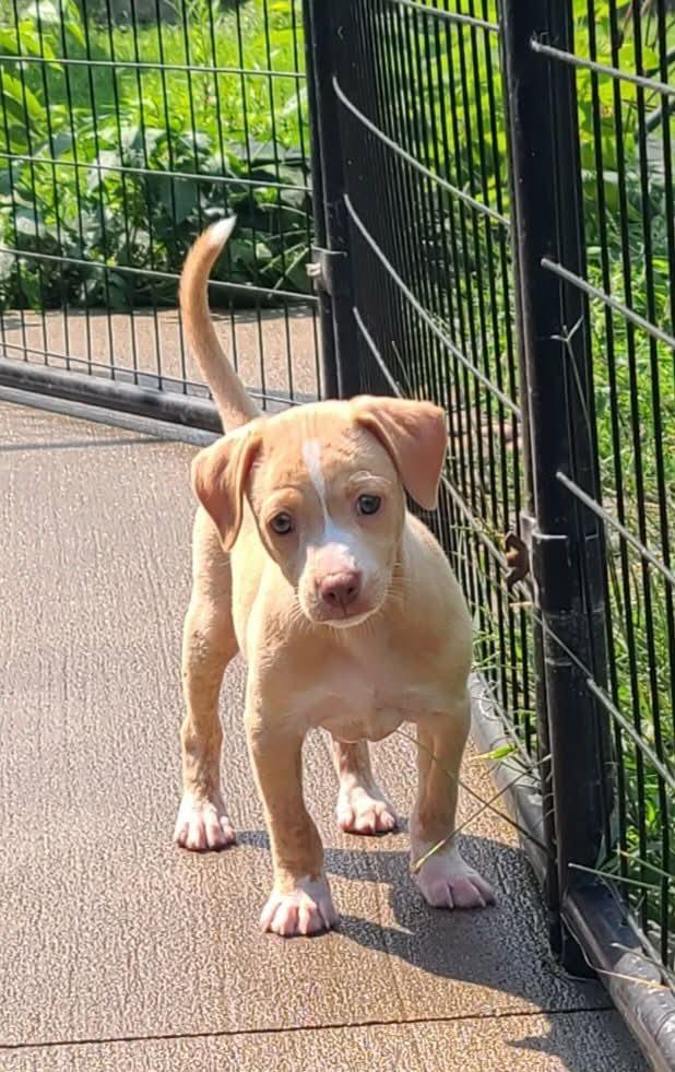 Enlarge Biscuit, a Adoptable mixed breed in Rockland, WI image 6/6