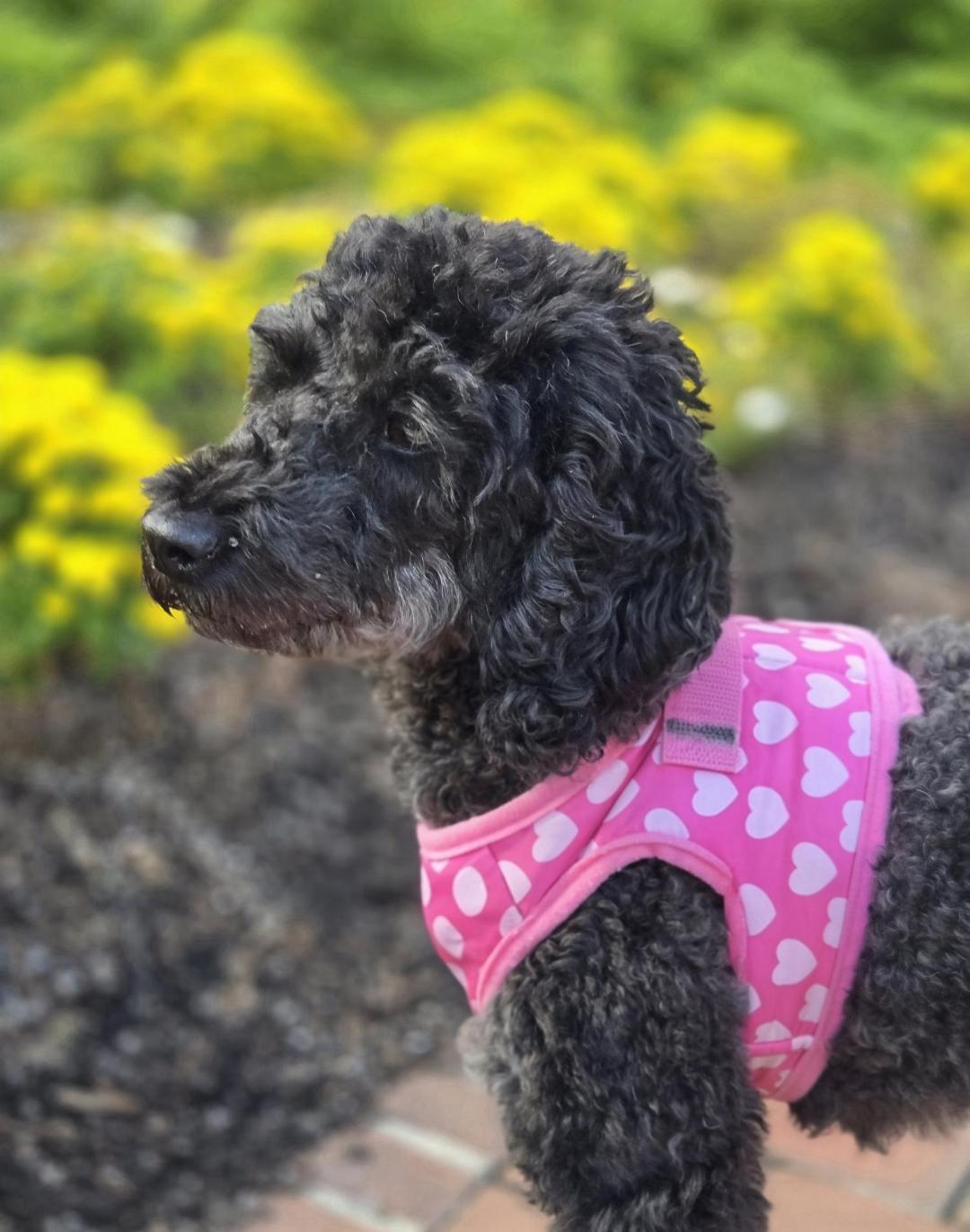 Black Cherry, ADOPTABLE, Adult Female Miniature Poodle.