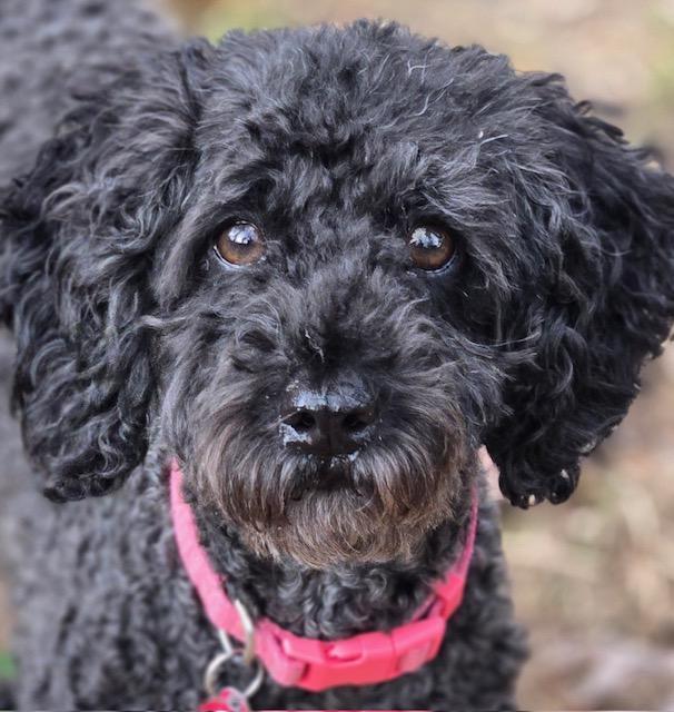 Enlarge Black Cherry, a ADOPTABLE Miniature Poodle in Williamsburg, VA image 3/6