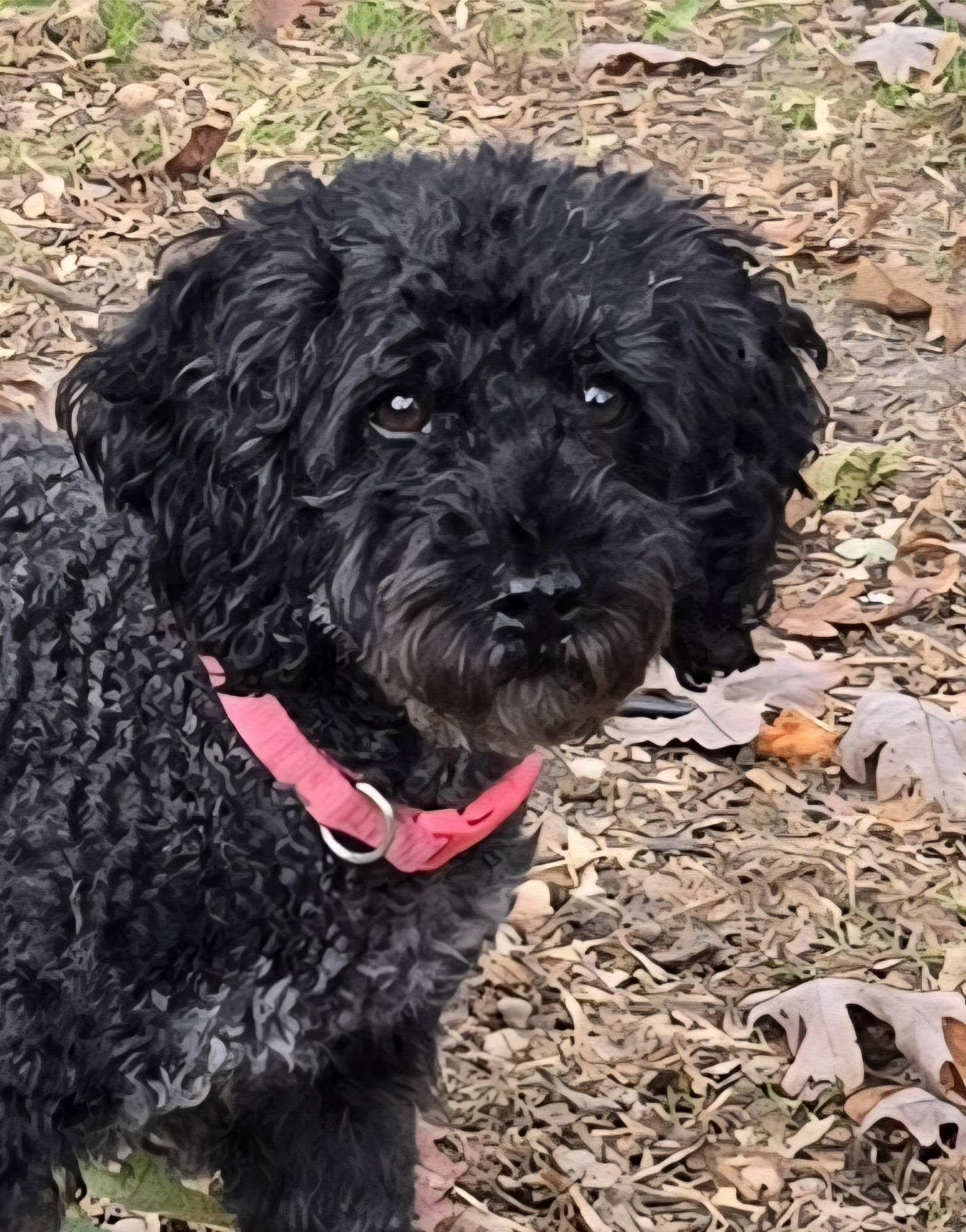 Enlarge Black Cherry, a ADOPTABLE Miniature Poodle in Williamsburg, VA image 4/6