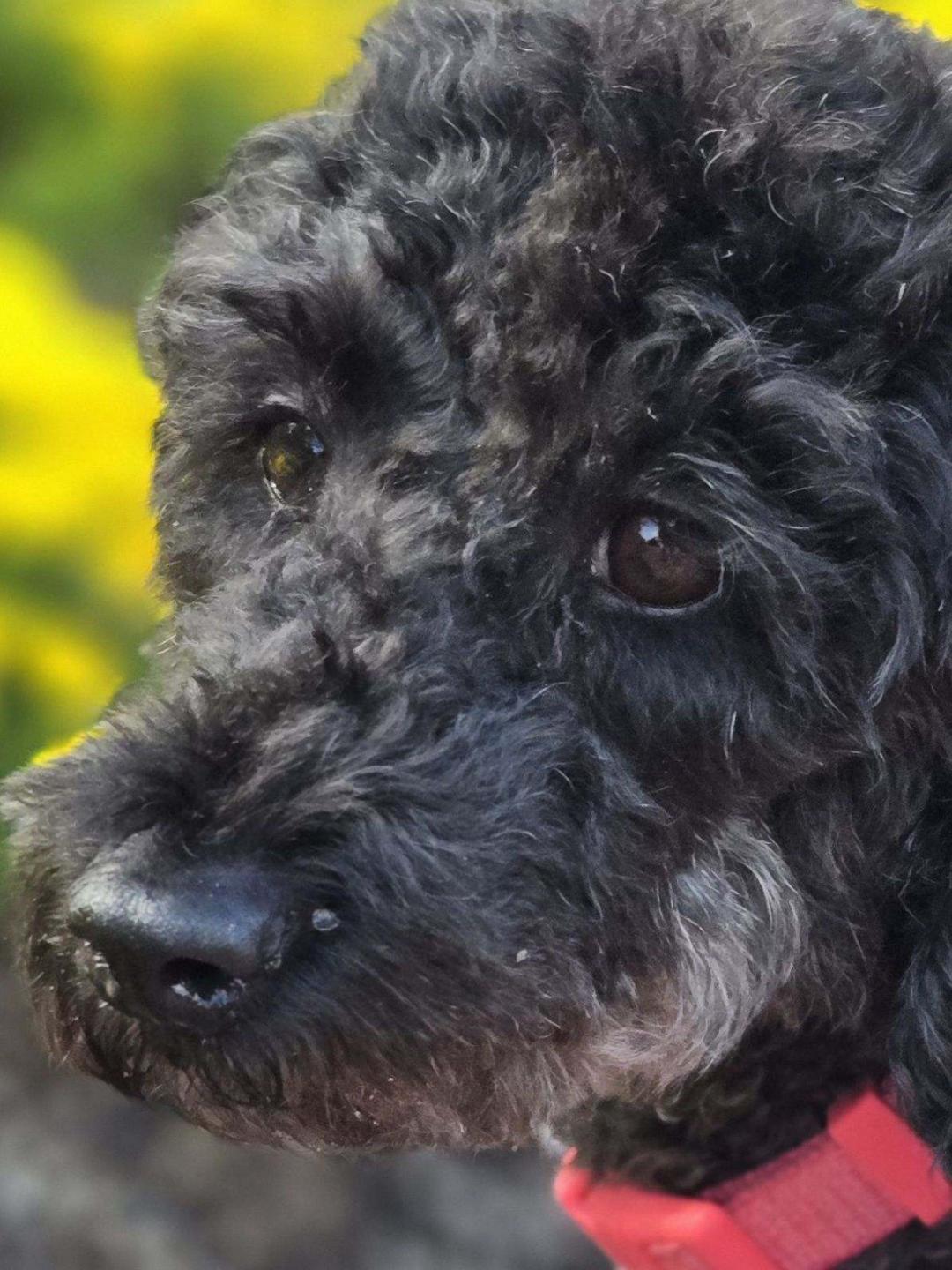 Enlarge Black Cherry, a ADOPTABLE Miniature Poodle in Williamsburg, VA image 2/6