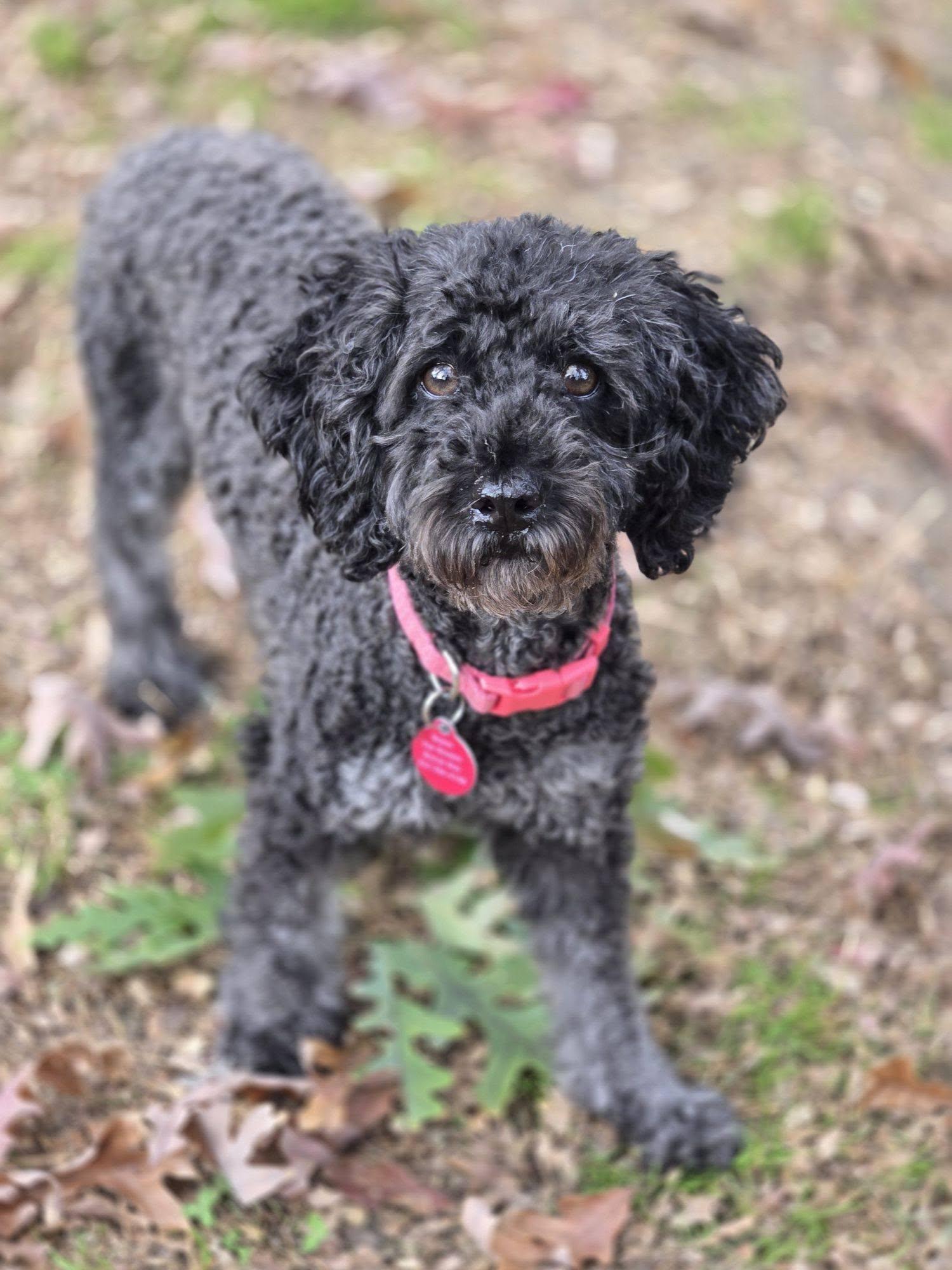 Enlarge Black Cherry, a ADOPTABLE Miniature Poodle in Williamsburg, VA image 6/6