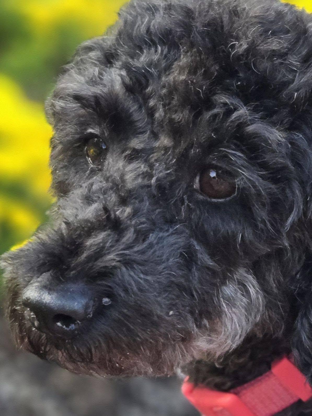 Enlarge Black Cherry, a ADOPTABLE Miniature Poodle in Williamsburg, VA image 5/6