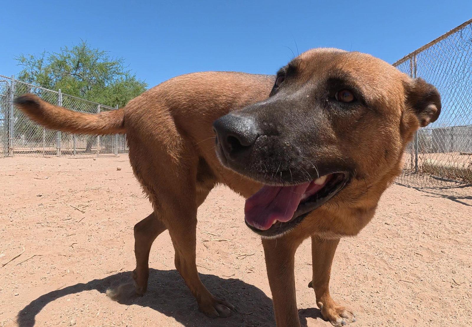 Grover, Adoptable, Adult Male Belgian Shepherd / Malinois.