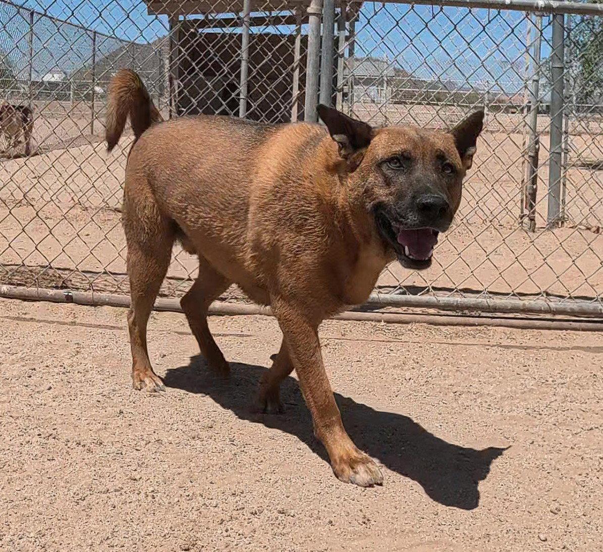 Grover, a Adoptable Belgian Shepherd / Malinois in Queen Creek, AZ image 2/3