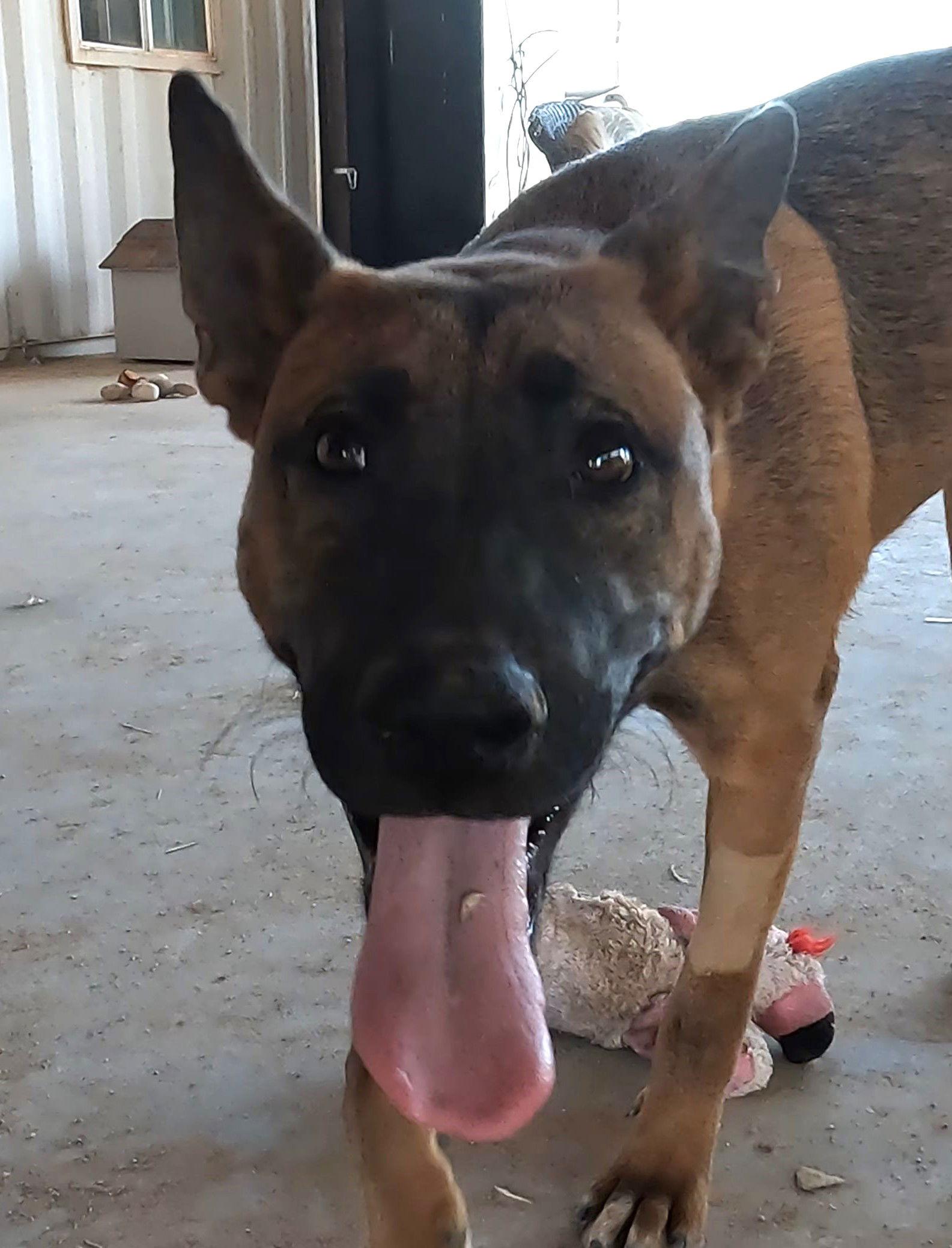 Enlarge Grover, a Adoptable Belgian Shepherd / Malinois in Queen Creek, AZ image 2/3