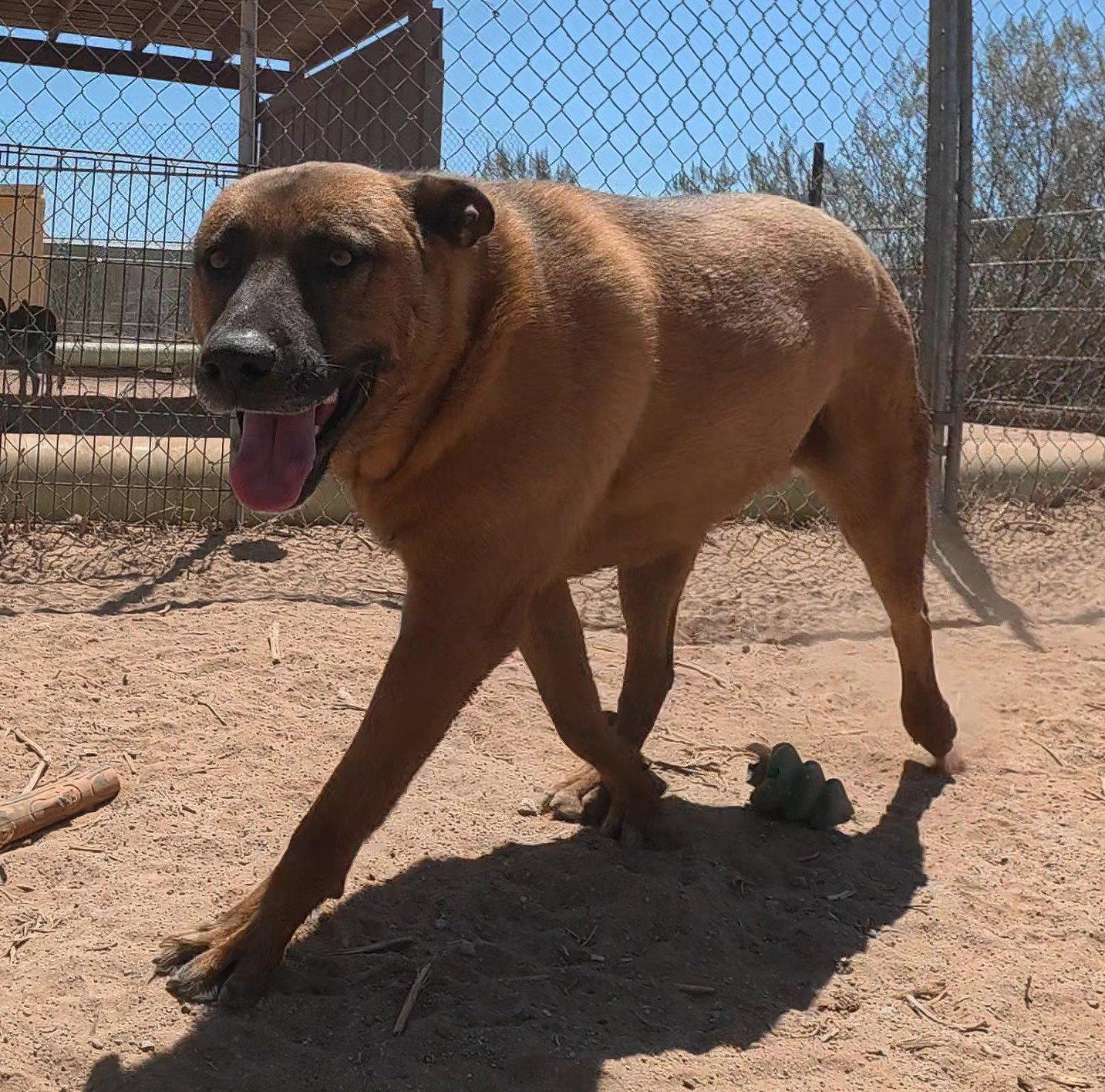 Grover, a Adoptable Belgian Shepherd / Malinois in Queen Creek, AZ image 3/3
