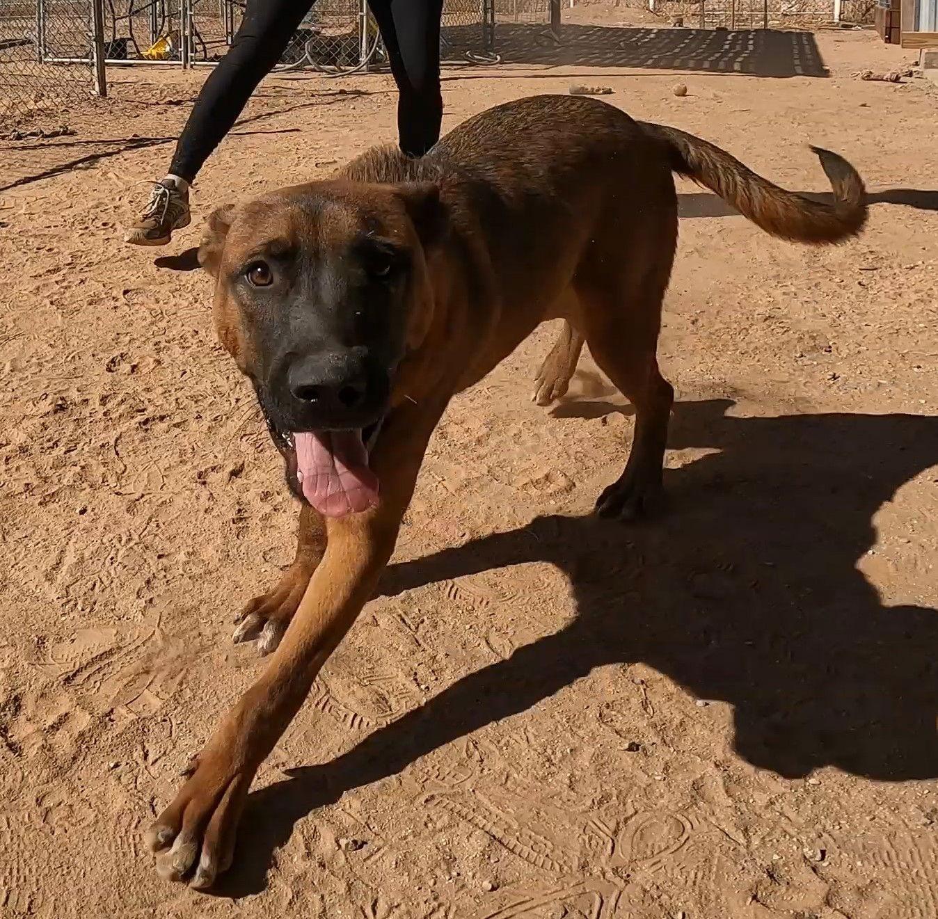 Enlarge Grover, a Adoptable Belgian Shepherd / Malinois in Queen Creek, AZ image 3/3