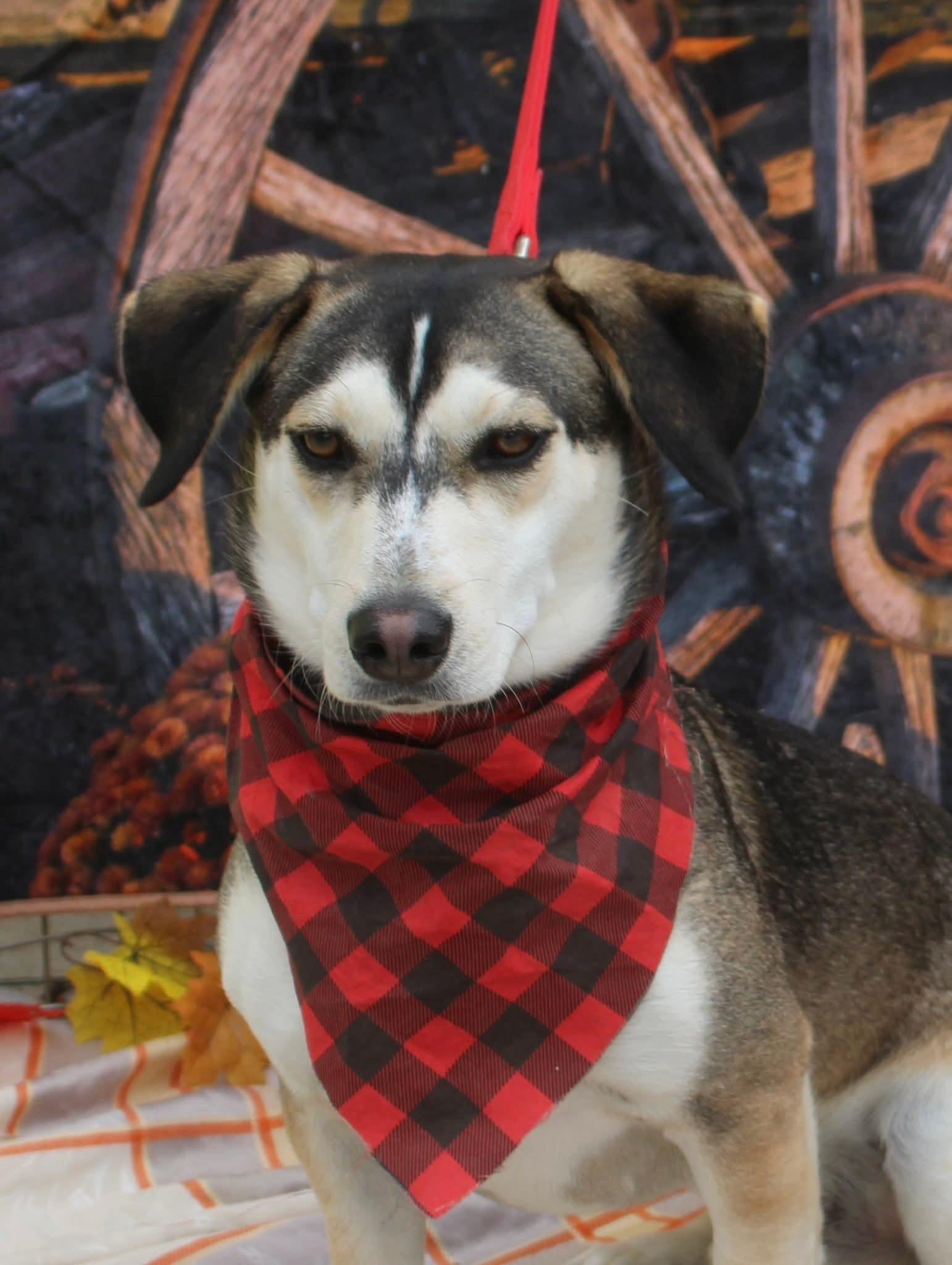 Thor, a Adoptable mixed breed in Stuarts Draft, VA image 4/4