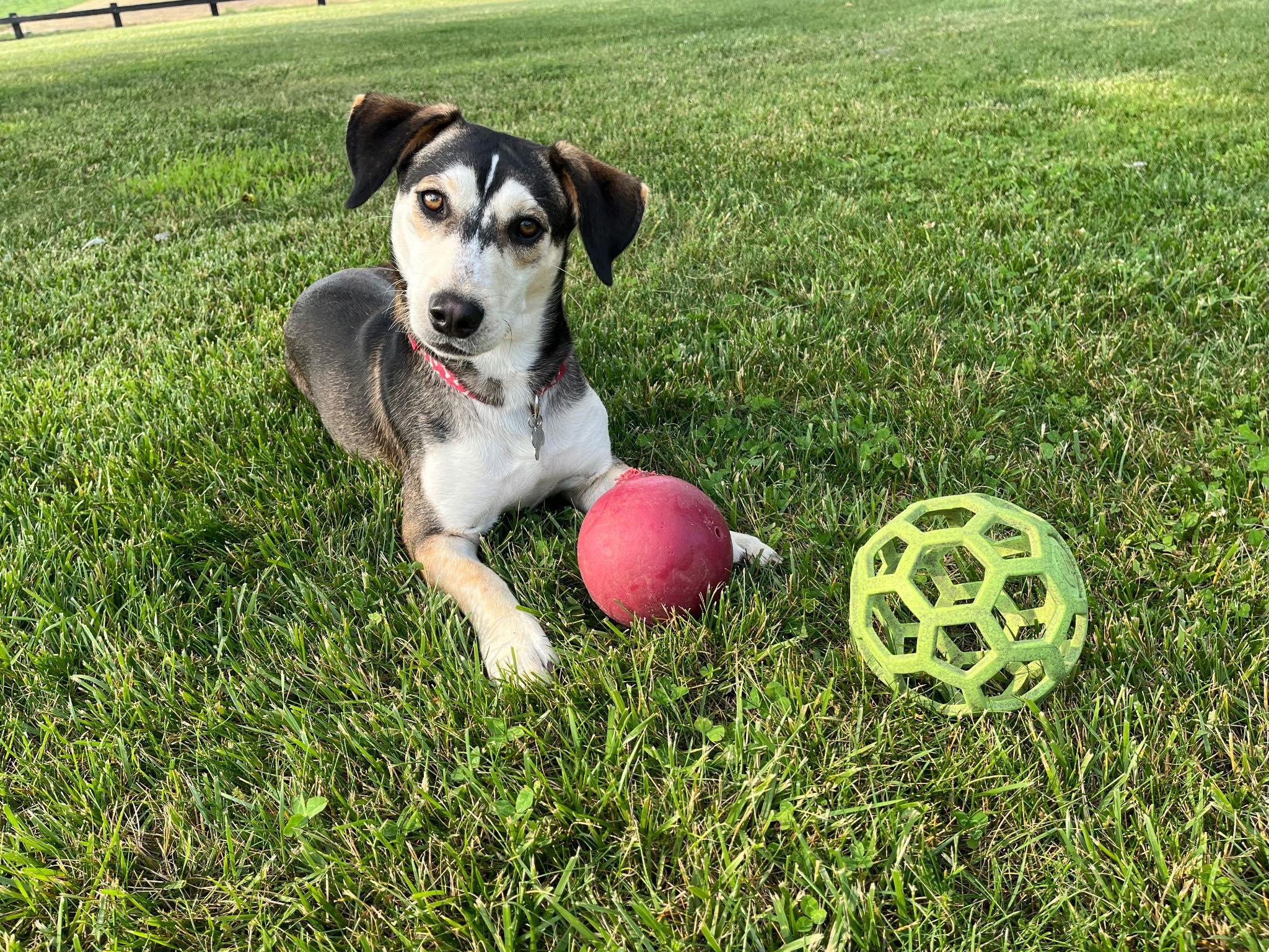 Thor, a Adoptable mixed breed in Stuarts Draft, VA image 2/4