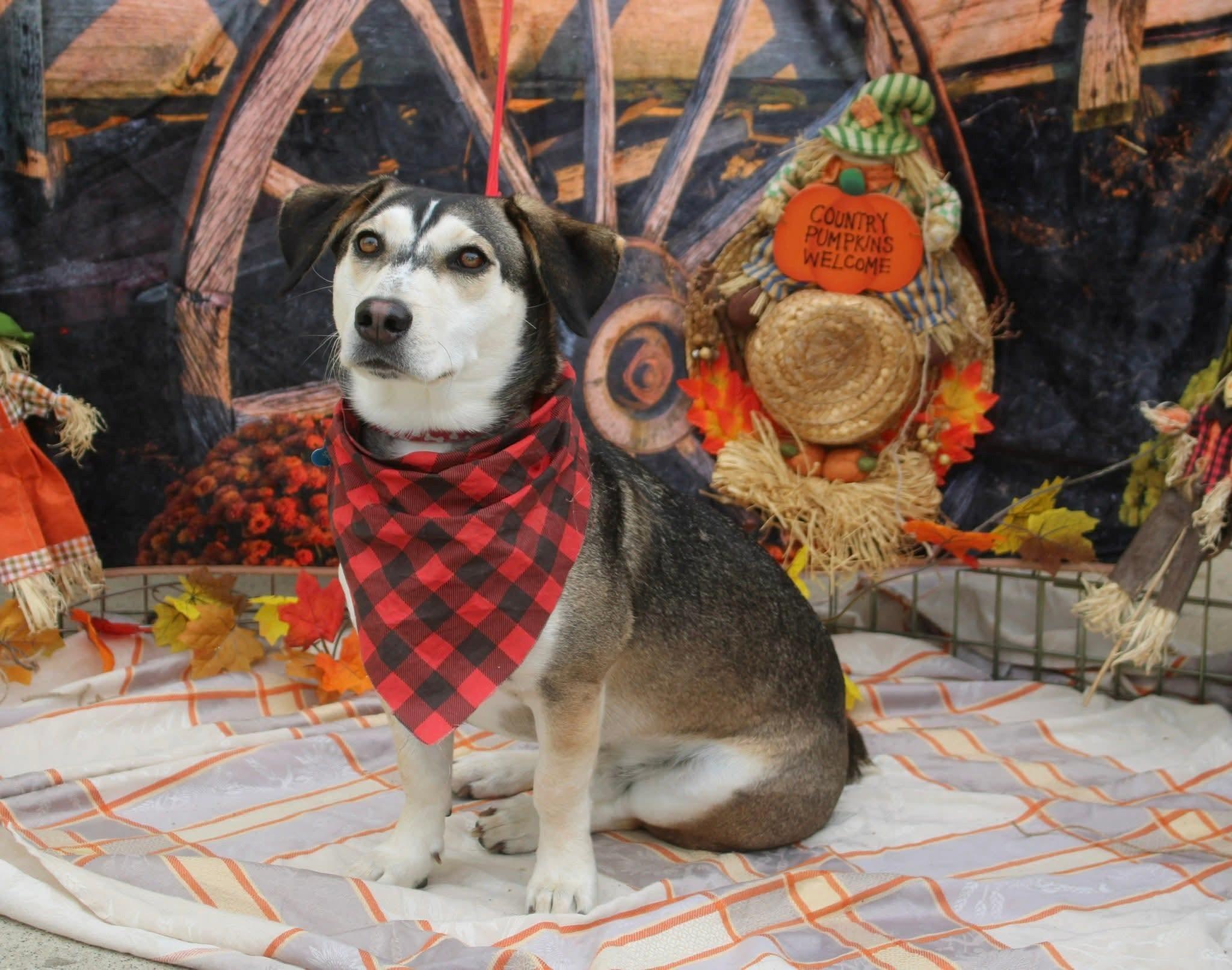 Thor, a Adoptable mixed breed in Stuarts Draft, VA image 1/4