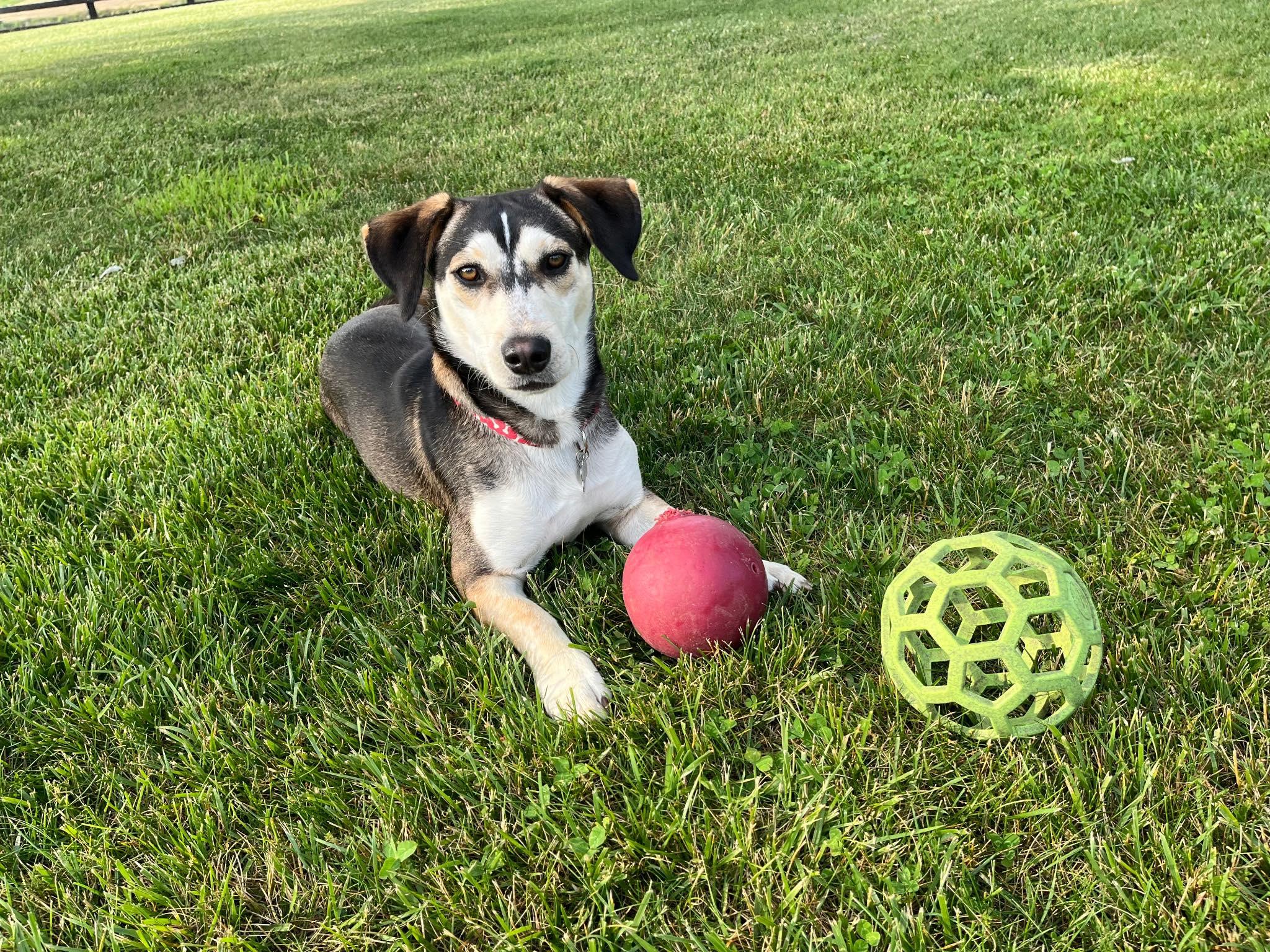 Thor, a Adoptable mixed breed in Stuarts Draft, VA image 3/4