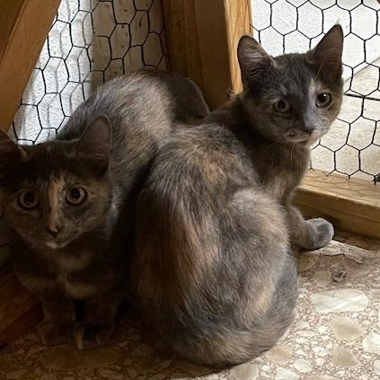 Pumpkin and Spice, adopted, Kitten Female Tortoiseshell.