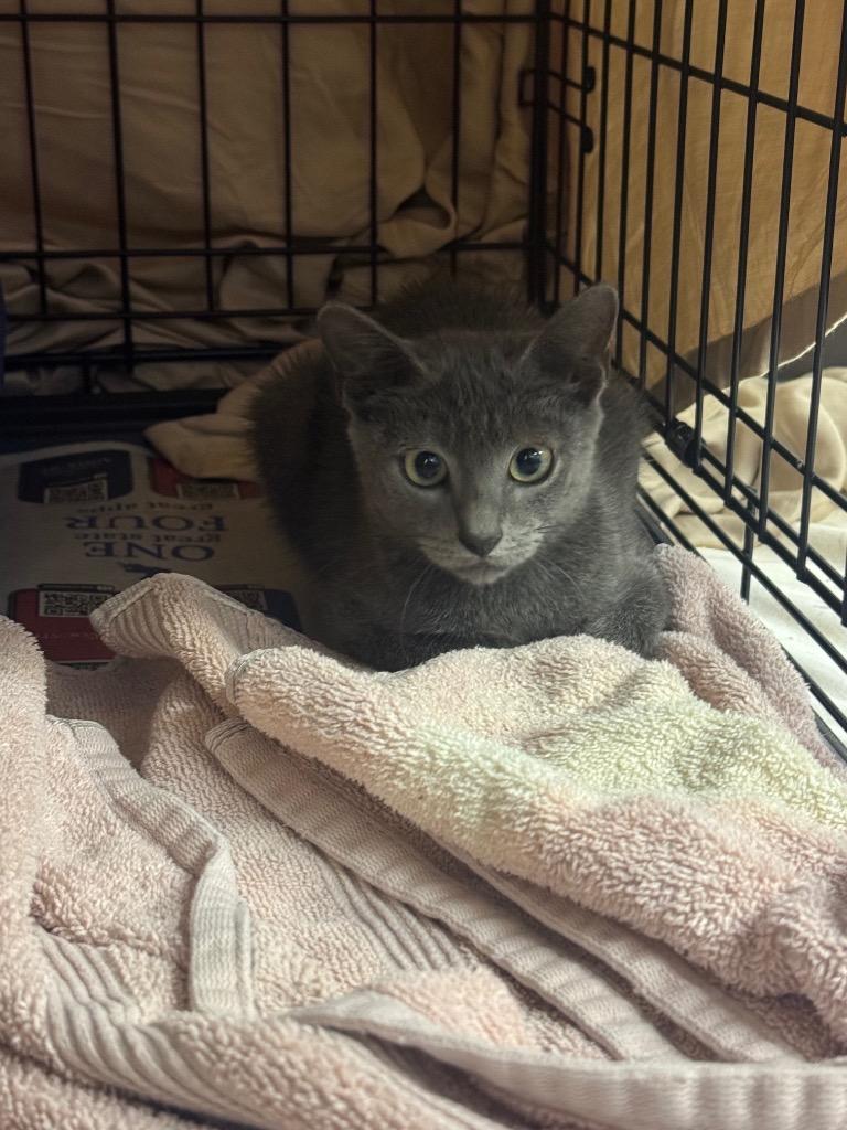 Enlarge Paddington, a Adoptable Domestic Short Hair in Sorrento, LA image 1/1