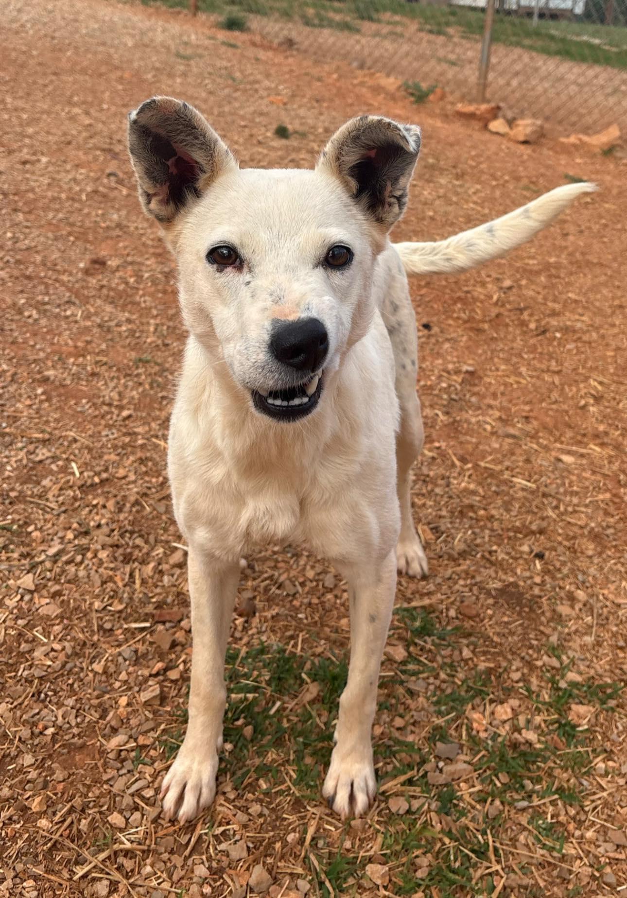 Courtney Love, a ADOPTABLE mixed breed in Munfordville, KY image 2/6