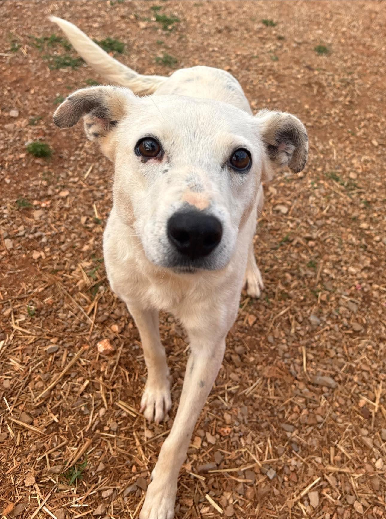 Courtney Love, a ADOPTABLE mixed breed in Munfordville, KY image 6/6