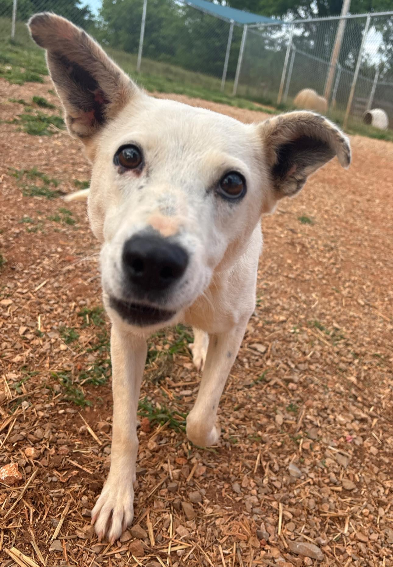 Courtney Love, a ADOPTABLE mixed breed in Munfordville, KY image 4/6