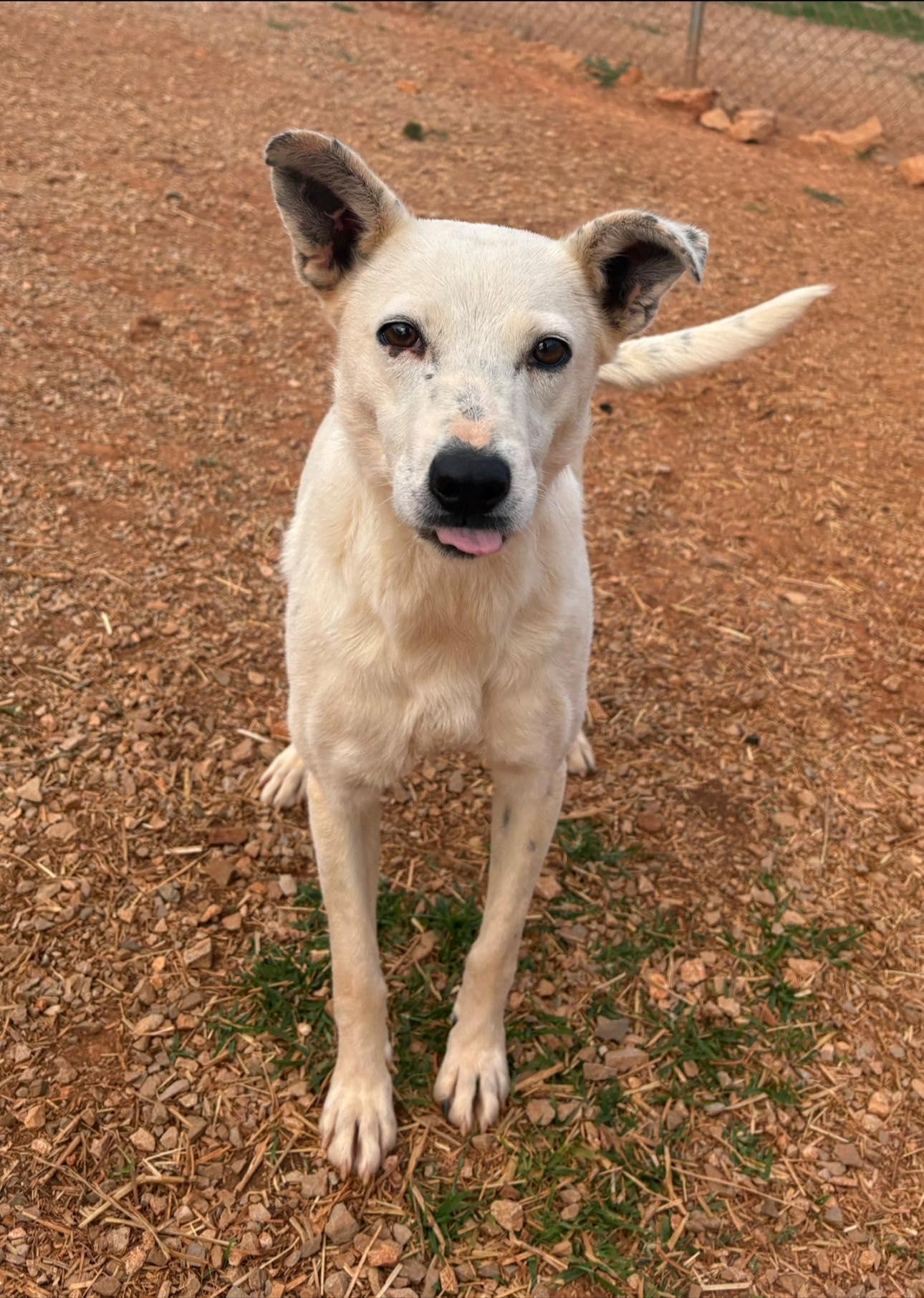 Courtney Love, a ADOPTABLE mixed breed in Munfordville, KY image 3/6