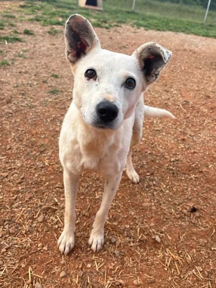 Courtney Love, ADOPTABLE, Adult Female Australian Cattle Dog / Blue Heeler & Terrier.