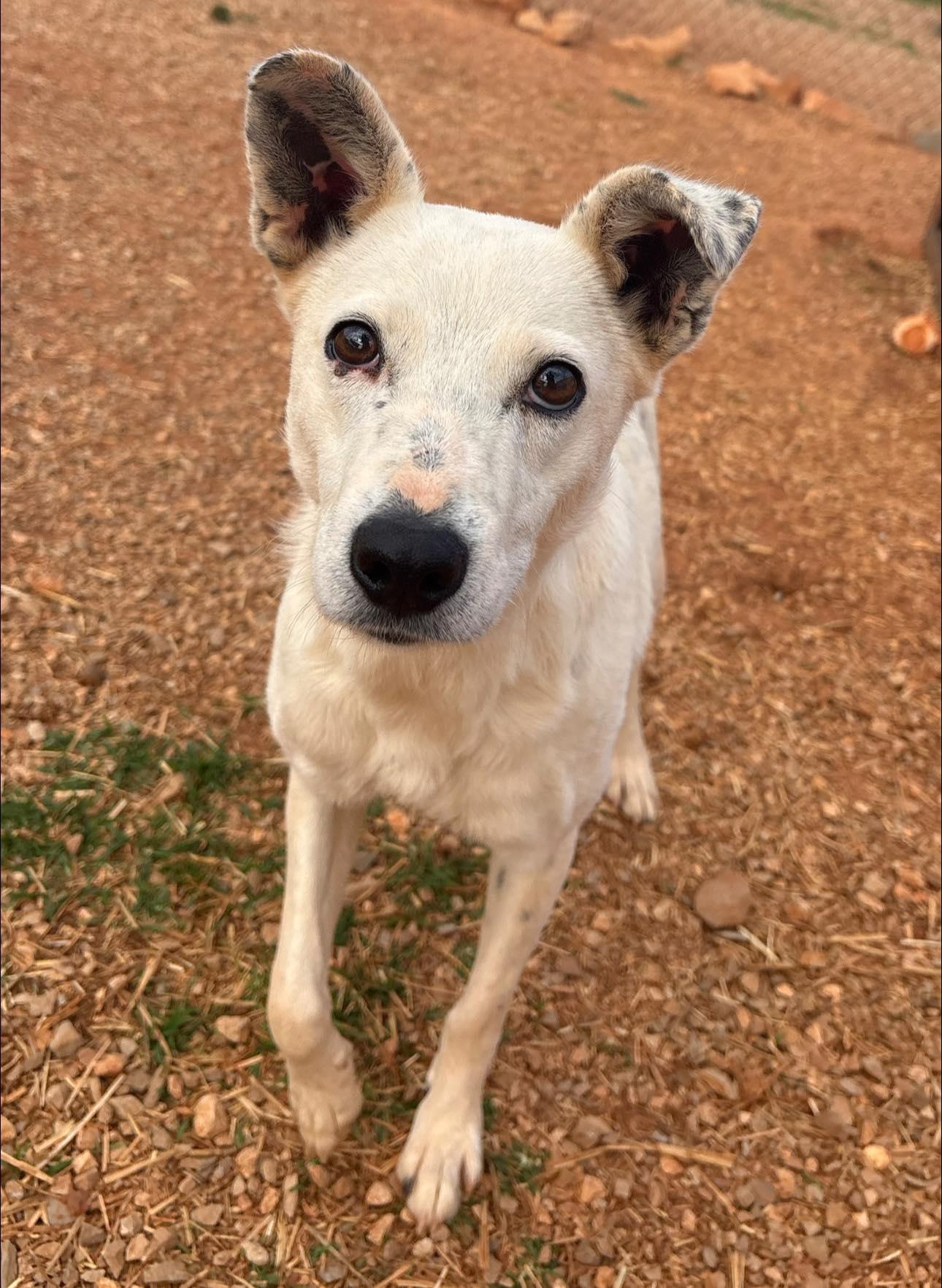 Courtney Love, a ADOPTABLE mixed breed in Munfordville, KY image 5/6