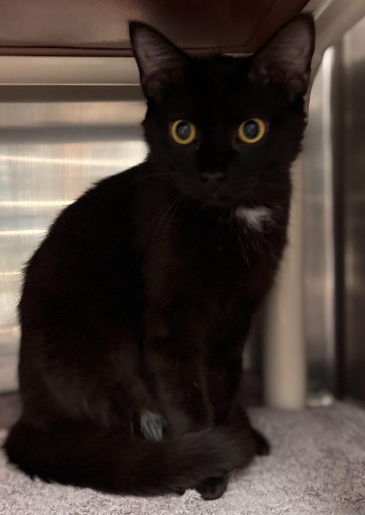 Stefan, Adoptable, Kitten Male Domestic Short Hair.