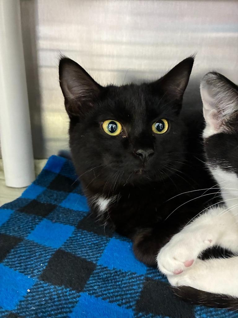 Enlarge Stefan, a Adoptable mixed breed in Madison, GA image 1/1