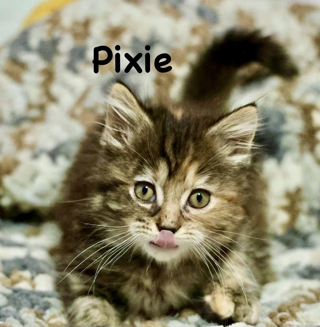 Enlarge Pixie (Bonded with Trixie), a Adopted Domestic Long Hair in Reston, VA image 1/3