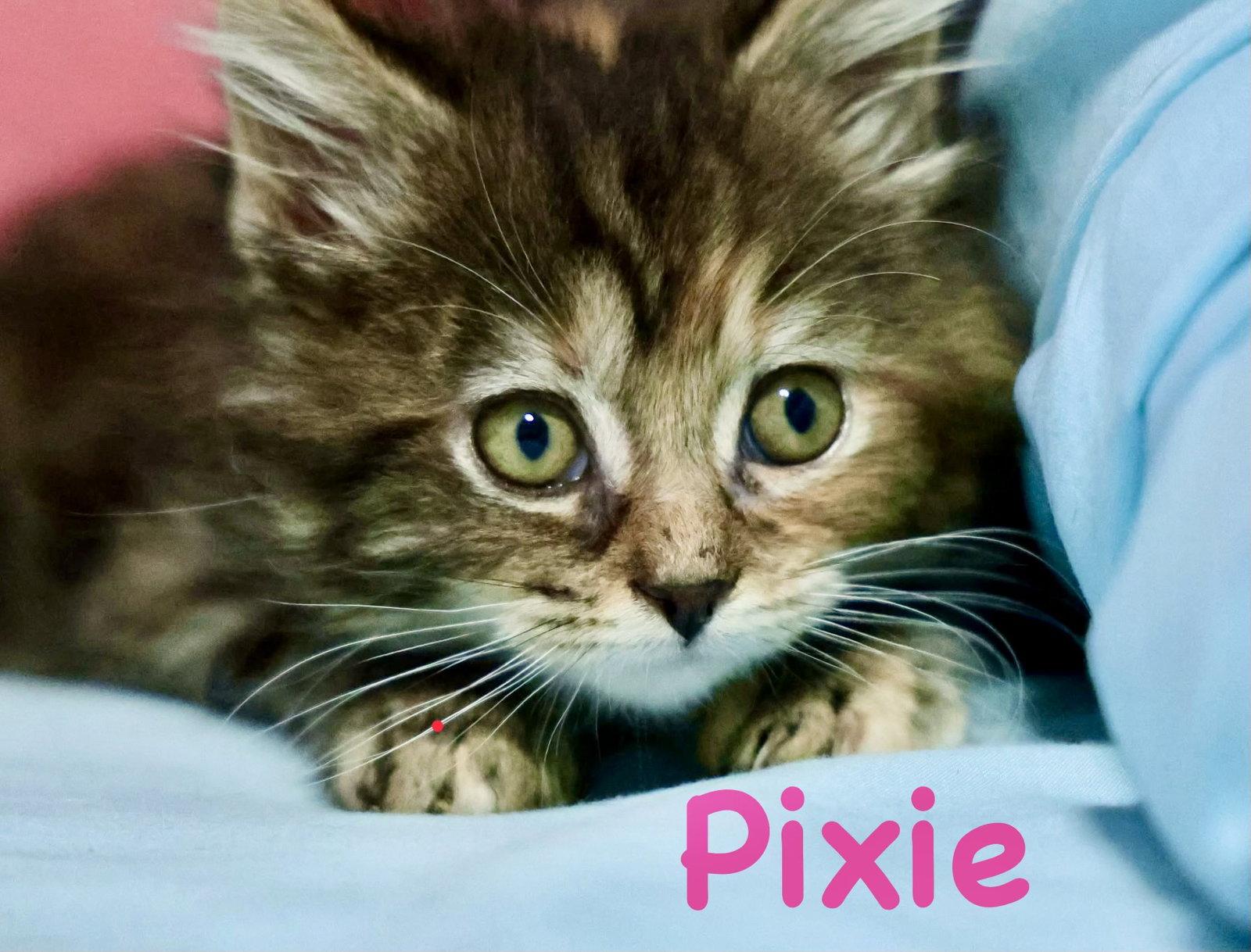 Enlarge Pixie (Bonded with Trixie), a Adopted Domestic Long Hair in Reston, VA image 2/3
