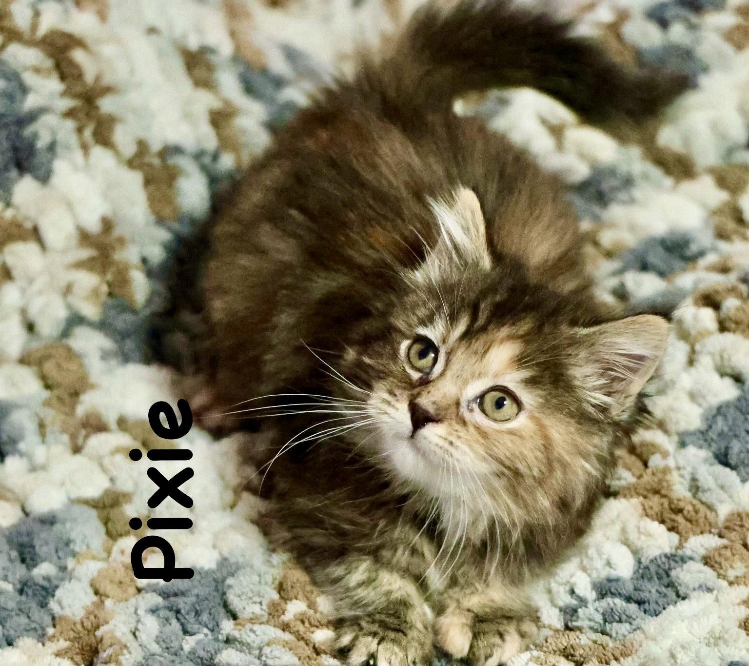 Enlarge Pixie (Bonded with Trixie), a Adopted Domestic Long Hair in Reston, VA image 3/3