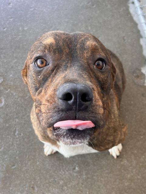 Tyson, an adoptable Cane Corso in Thousand Oaks, CA, 91360 | Photo Image 1