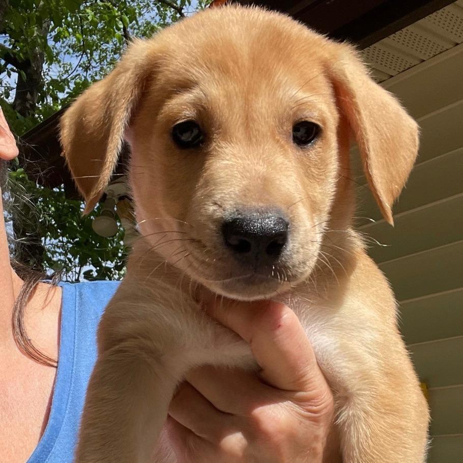 Fun Dip, Adoptable, Puppy Male Boxer.