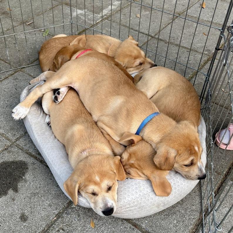 Enlarge Fun Dip, a Adoptable Boxer in North Charleston, SC image 2/5