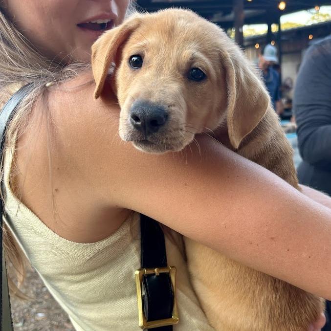 Enlarge Fun Dip, a Adoptable Boxer in North Charleston, SC image 4/5