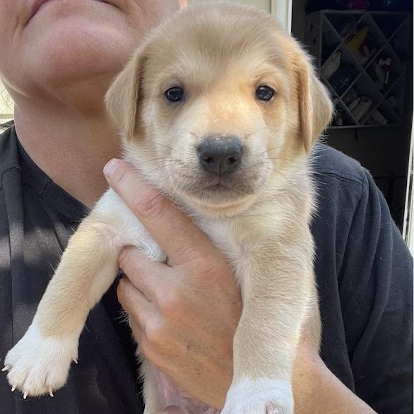 Fun Dip, Adoptable, Puppy Male Boxer.