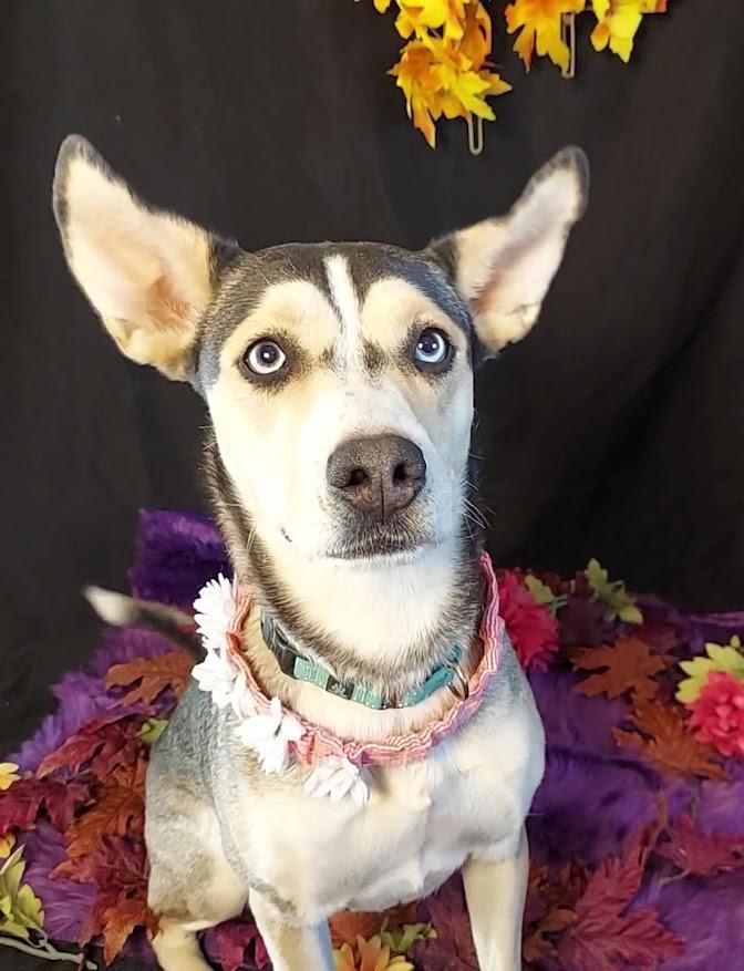 Kokomo, Adoptable, Adult Female Siberian Husky & Pit Bull Terrier.