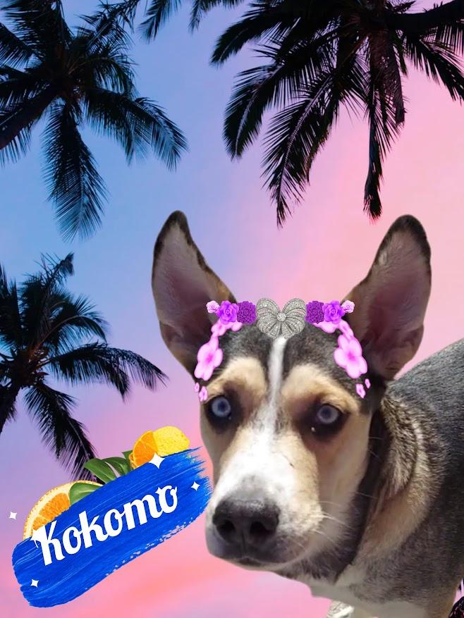 Kokomo, a Adoptable mixed breed in Salt Lake City, UT image 2/5