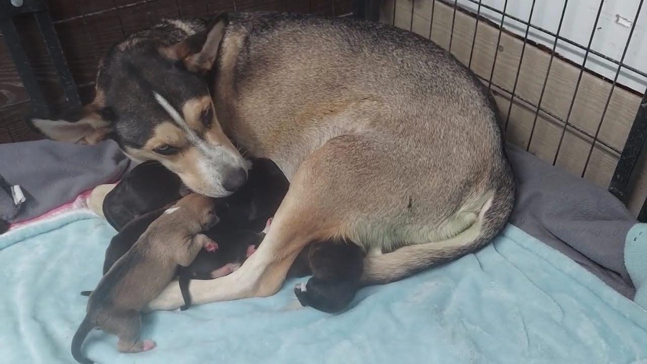 Kokomo, Adoptable, Adult Female Siberian Husky & Pit Bull Terrier.