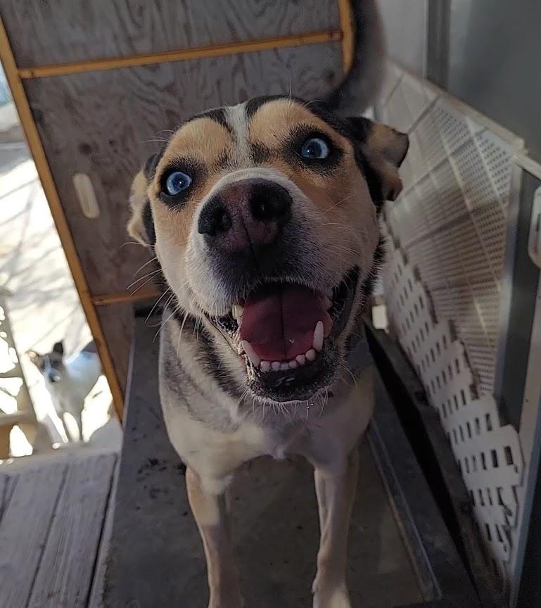 Enlarge Kokomo, a Adoptable mixed breed in Salt Lake City, UT image 5/6