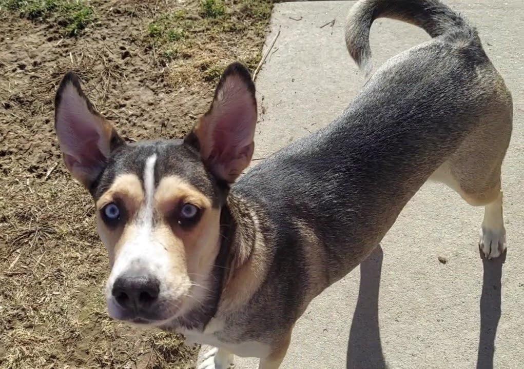 Kokomo, a Adoptable mixed breed in Salt Lake City, UT image 4/5